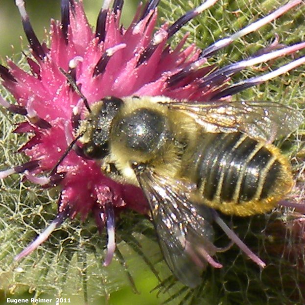 IMG 2011-Aug09 at Winnipeg:  Honey bee (Apis sp) on Woolly burdock (Arctium tomentosum)