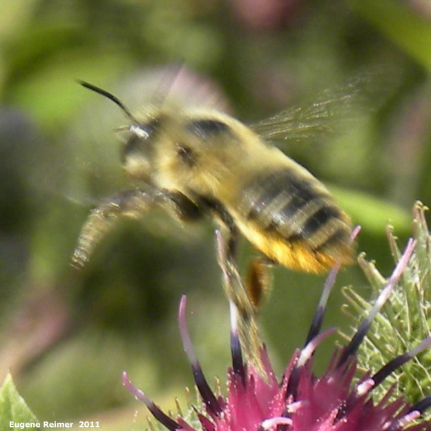 IMG 2011-Aug09 at Winnipeg:  Honey bee (Apis sp) in flight