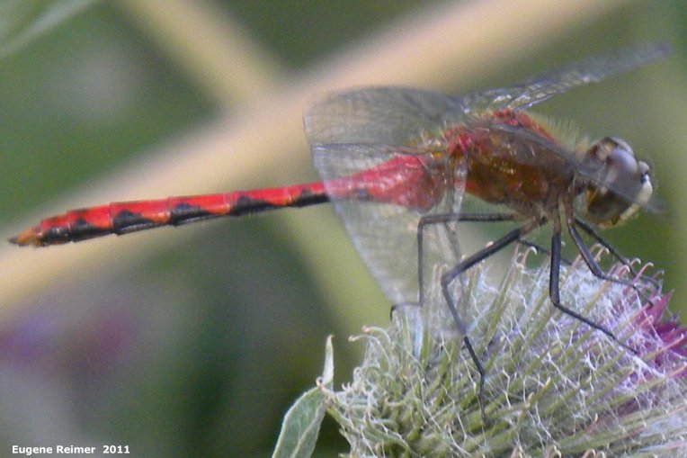 IMG 2011-Aug09 at Winnipeg:  White-faced meadowhawk (Sympetrum obtrusum) male