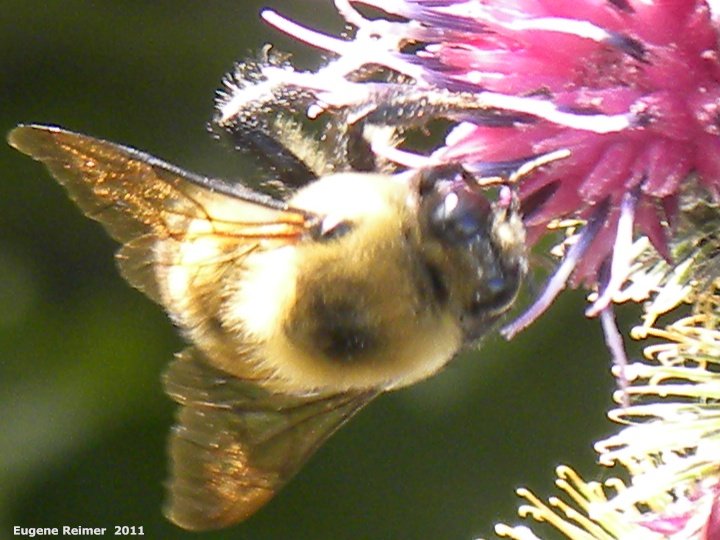 IMG 2011-Aug09 at Winnipeg:  Bee (Apoidea sp) on Woolly burdock (Arctium tomentosum)