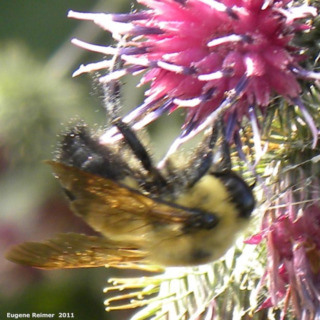 IMG 2011-Aug09 at Winnipeg:  Bee (Apoidea sp) on Woolly burdock (Arctium tomentosum)