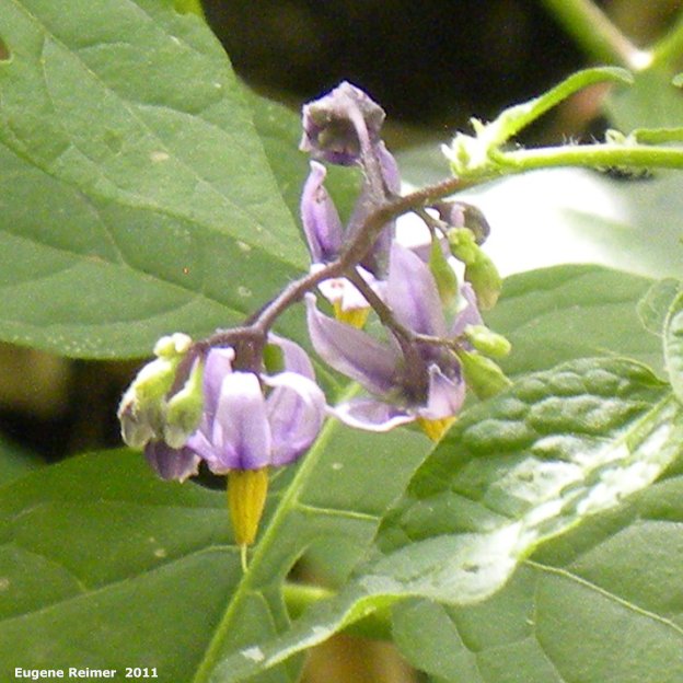 IMG 2011-Aug09 at Winnipeg:&nbsp; Bittersweet nightshade (Solanum dulcamara) flowers