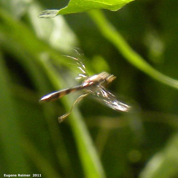 IMG 2011-Aug09 at Winnipeg:  Thread-waisted wasp (Sphecidae sp)? in flight