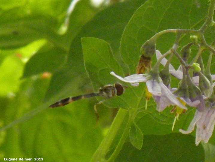 IMG 2011-Aug09 at Winnipeg:  Thread-waisted wasp (Sphecidae sp)? on Bittersweet nightshade (Solanum dulcamara)