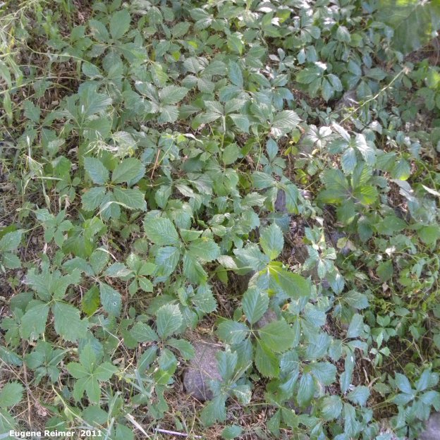 IMG 2011-Aug09 at Winnipeg:  Virginia creeper (Parthenocissus quinquefolia) as ground-cover