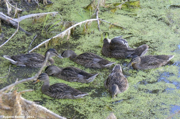 IMG 2011-Aug09 at Winnipeg:  Mallard (Anas platyrhynchos) female many amid Duckweed (Lemna sp)
