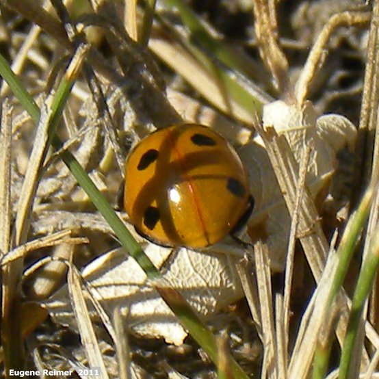IMG 2011-Aug27 at Winnipeg:  Ladybug (Coccinellidae sp)