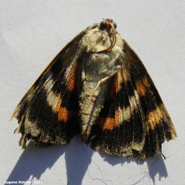 IMG 2011-Aug29 at Winnipeg:  Sphinx-moth (Sphingidae sp) underside