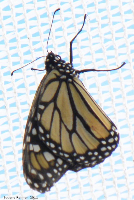 IMG 2011-Sep16 at Assiniboine Park Zoo:  Monarch butterfly (Danaus plexippus)
