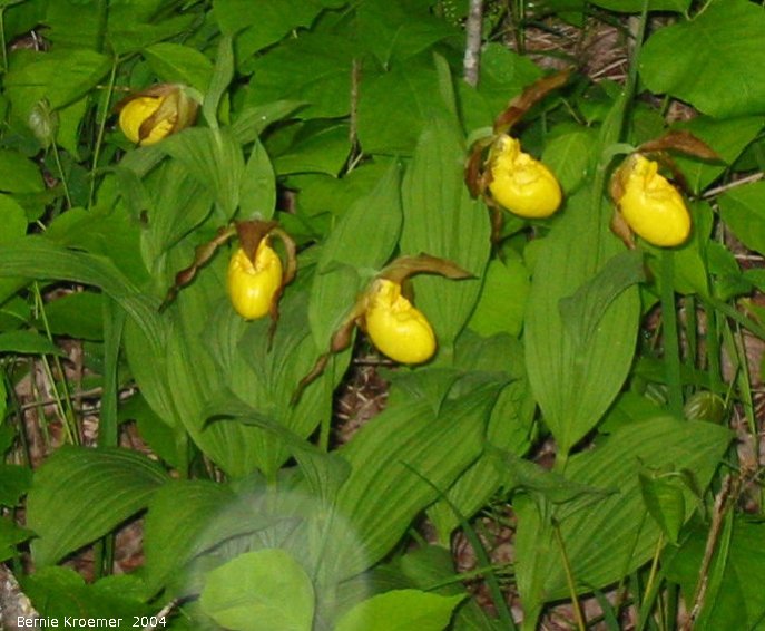 IMG 2004-Jun/jul at PTH59-north:  Yellow ladyslipper (Cypripedium parviflorum) clump