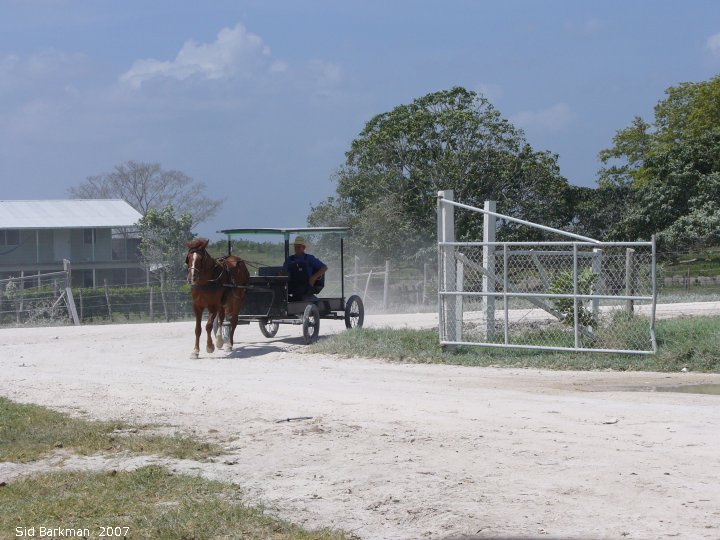 IMG 2007-Feb at Belize:  Belize horse and buggy