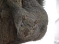 Grey squirrel: