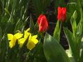 Tulips: camera-quirk