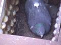 Pigeon: ElmParkBridge