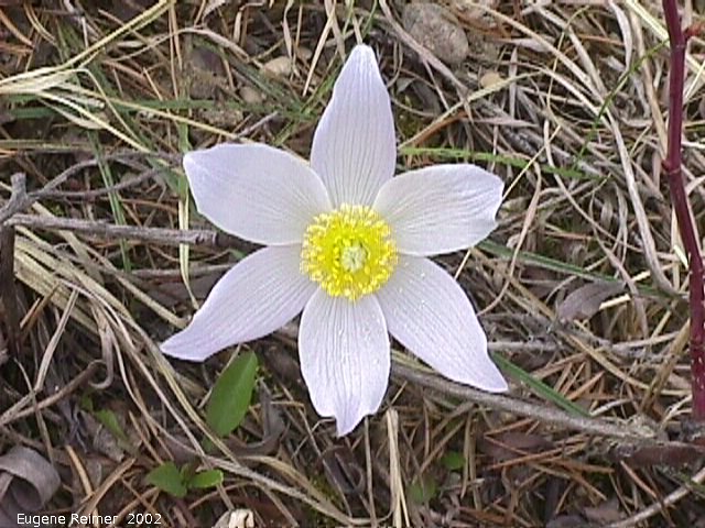 IMG 2002-May25 at Hadashville:  Prairie crocus (Anemone patens) wide-open+white