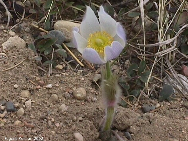 IMG 2002-May25 at Hadashville:  Prairie crocus (Anemone patens) plant