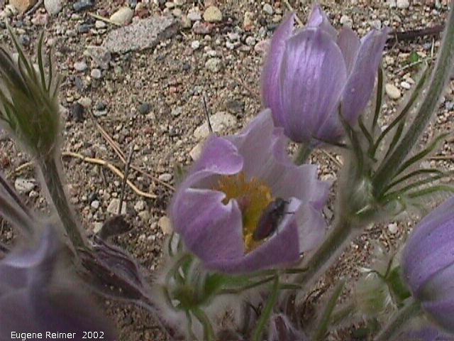 IMG 2002-May25 at Hadashville:  Prairie crocus (Anemone patens) with bug