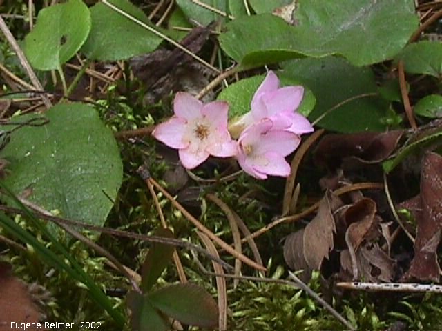 IMG 2002-May25 at Hadashville:  Trailing arbutus (Epigaea repens)