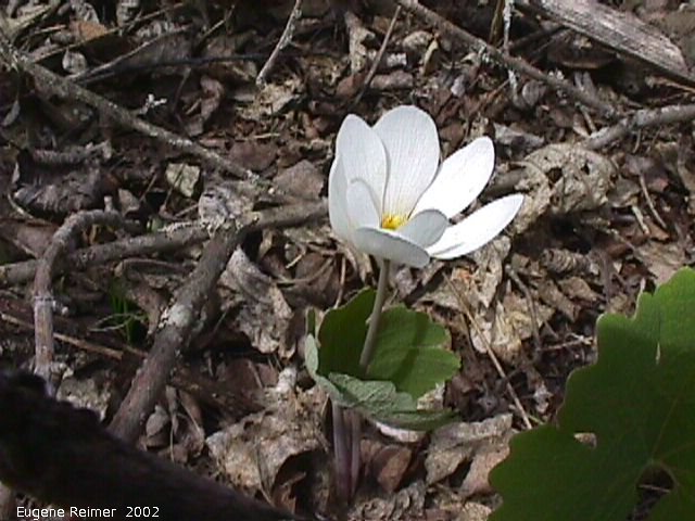 IMG 2002-May25 at Hadashville:  Bloodroot (Sanguinaria canadensis)