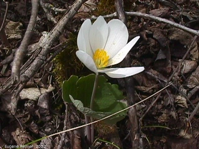 IMG 2002-May25 at Hadashville:  Bloodroot (Sanguinaria canadensis)