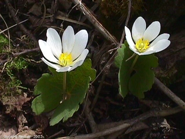 IMG 2002-May25 at Hadashville:  Bloodroot (Sanguinaria canadensis) pair