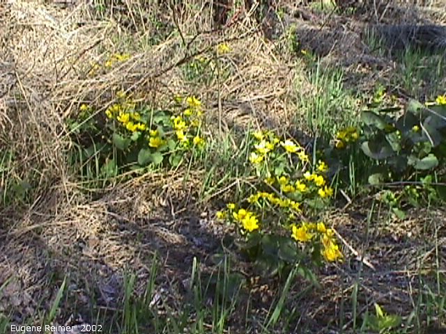 IMG 2002-May26 at near Blumenort:  Marsh marigold (Caltha palustris)