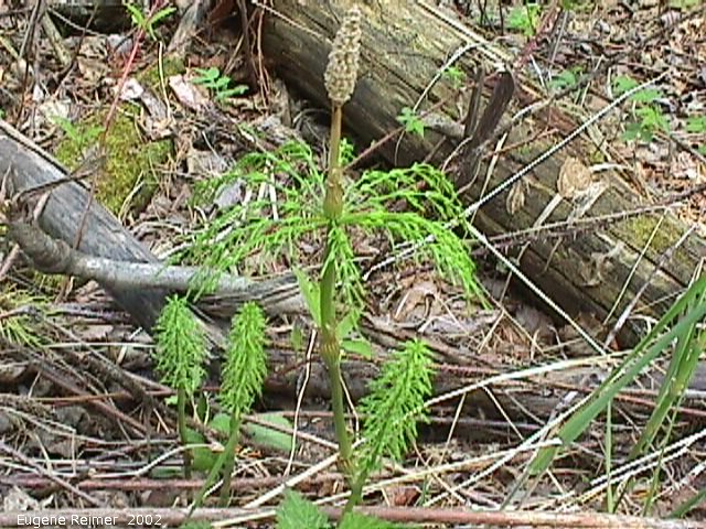 IMG 2002-May30 at Baudette MN:  Woodland horsetail (Equisetum sylvaticum) flower or rather strobilus