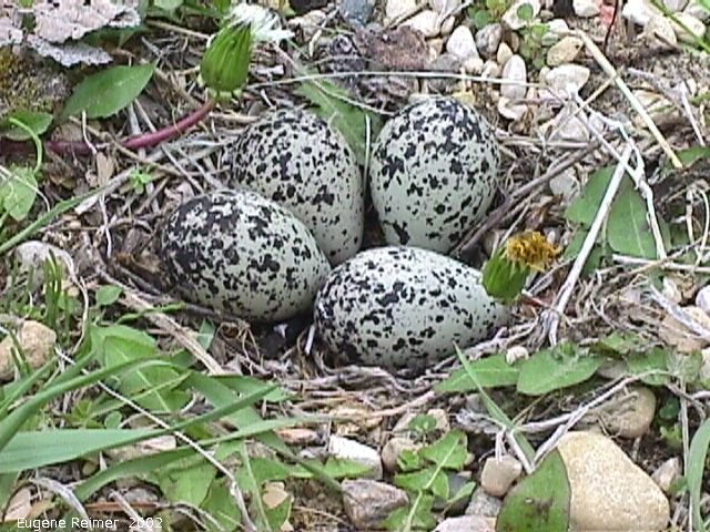IMG 2002-May30 at Baudette MN:  Killdeer (Charadrius vociferus) eggs