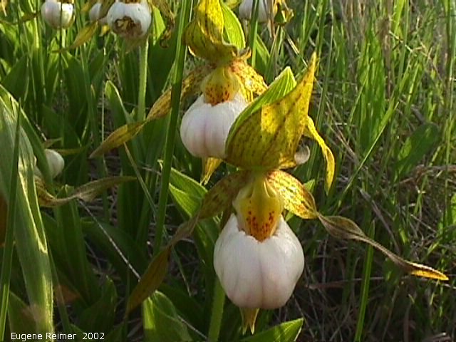 IMG 2002-Jun13 at Kleefeld:  Small white ladyslipper (Cypripedium candidum) clump