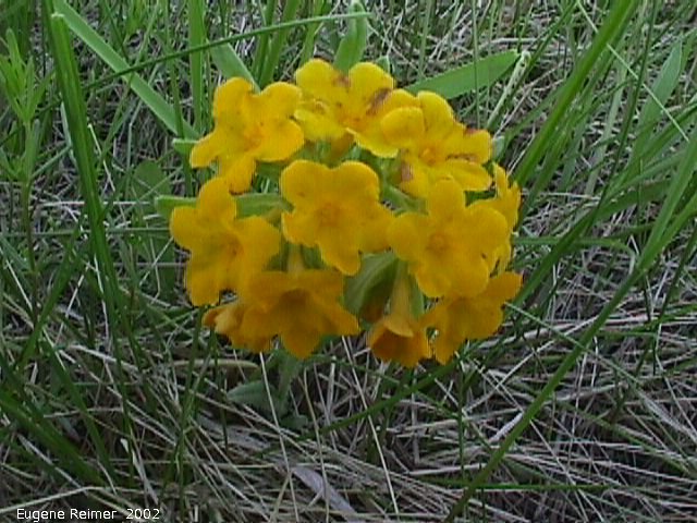 IMG 2002-Jun13 at Kleefeld:  Hoary puccoon (Lithospermum canescens)