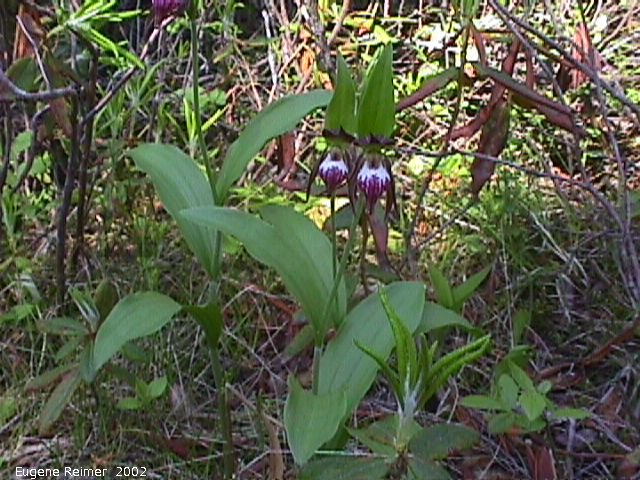 IMG 2002-Jun15 at Woodridge:  Ramshead ladyslipper (Cypripedium arietinum) pair