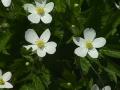 Canada anemone: flowers