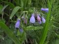 Tall bluebell=Tall lungwort=Mertensia paniculata: flowers
