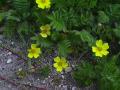 Silverweed: