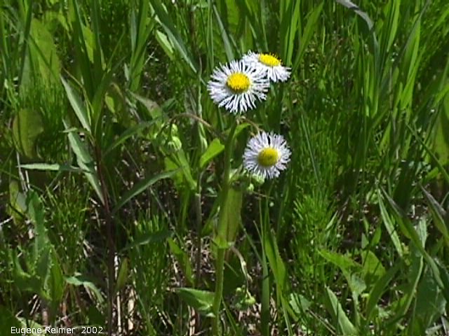 IMG 2002-Jun15 at Williams MN:  Daisy fleabane (Erigeron strigosus)