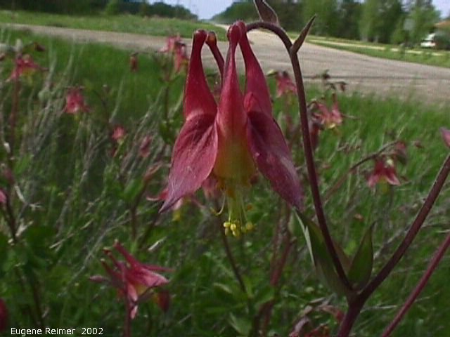 IMG 2002-Jun15 at Williams MN:  Red columbine (Aquilegia canadensis)