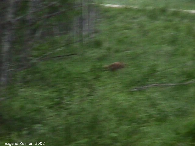 IMG 2002-Jun19 at PTH#15 east of Anola:&nbsp; Black bear (Ursus americanus) cinnamon-coloured out-of-focus