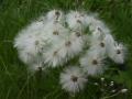 Coltsfoot: seeds