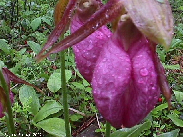 IMG 2002-Jun19 at PTH#15 east of Anola:  Moccasin ladyslipper (Cypripedium acaule) with raindrops