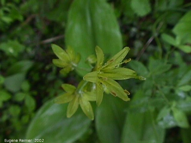 IMG 2002-Jun19 at PTH#15 east of Anola:  Blue-bead lily (Clintonia borealis) plant