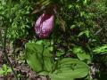 Moccasin ladyslipper=Cypripedium acaule: w-healthy-leaves