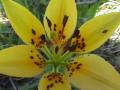 Wood lily yellow-form: