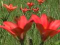 Wood lily: clump