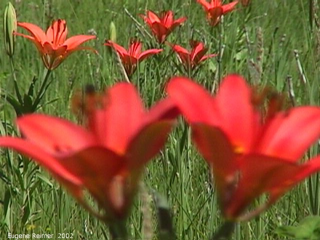 IMG 2002-Jul03 at roadside of PR308:  Wood lily (Lilium philadelphicum) clump