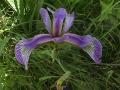 Blue-flag iris: