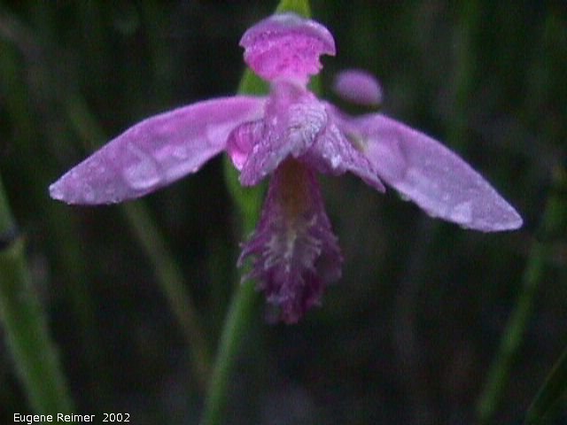 IMG 2002-Jul04 at PTH15 east of Anola:  Rose pogonia (Pogonia ophioglossoides) wet-at-night