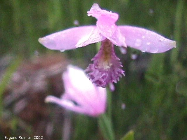 IMG 2002-Jul04 at PTH15 east of Anola:  Rose pogonia (Pogonia ophioglossoides) overexposed-at-night