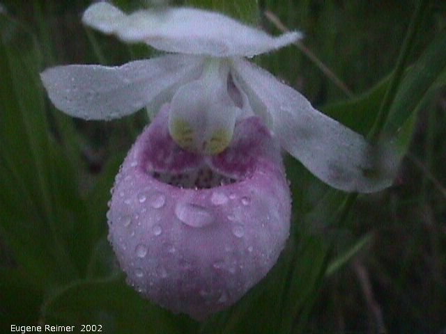 IMG 2002-Jul04 at PTH15 east of Anola:  Showy ladyslipper (Cypripedium reginae) wet-at-night