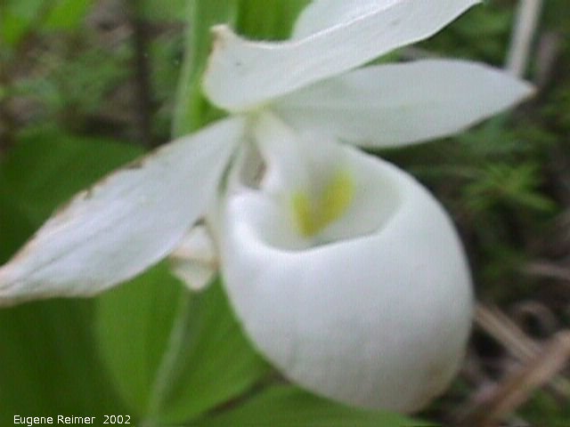 IMG 2002-Jul09 at GullLakeWetlands:  Showy ladyslipper (Cypripedium reginae) white