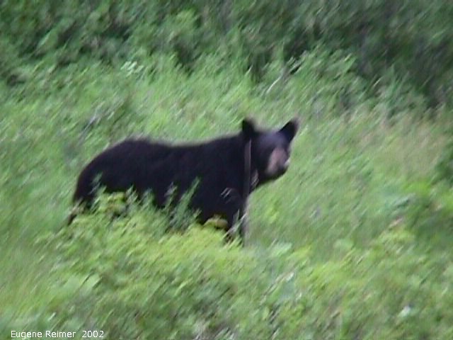 IMG 2002-Jul09 at GullLakeWetlands:  Black bear (Ursus americanus)